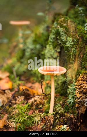 Tawny grisette (Amanita fulva), de près dans la nature Banque D'Images