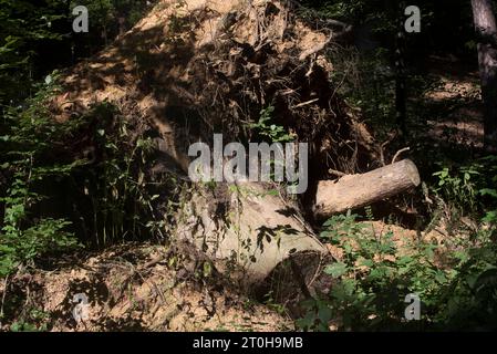 La souche d'un arbre en tant que partie écologique de la nature la souche d'un arbre crédit : Imago/Alamy Live News Banque D'Images