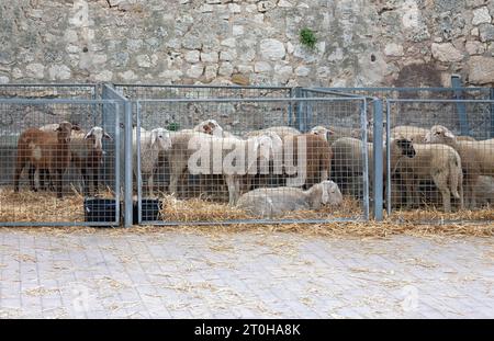 Moutons à vendre au marché hebdomadaire, marché fermier, Sineu, Majorque, Îles Baléares, Espagne Banque D'Images