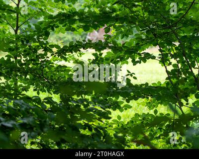 Fondateur forêt de feuillus, arbres et canopée dense, Allemagne Banque D'Images