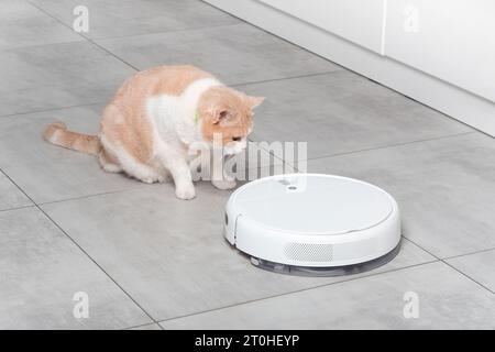 Un robot-aspirateur blanc lavant nettoie la cuisine, un beau chat écossais droit beige moelleux regarde avec surprise. Nettoyage avec du béton TI Banque D'Images
