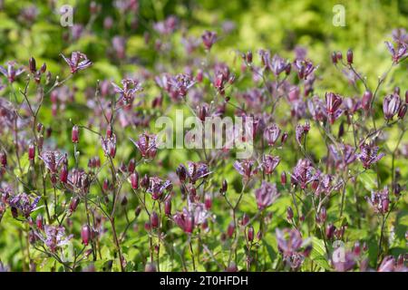 Fleurs d'automne violettes tachetées de Crapaud Lily Tricyrtis formosana 'Dark Beauty' dans le jardin britannique septembre Banque D'Images