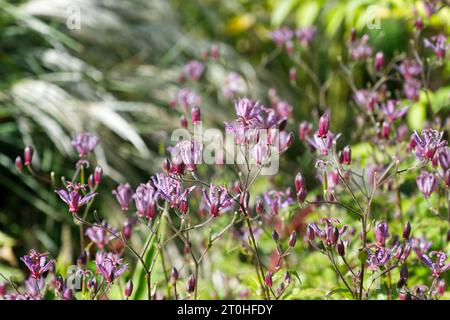 Fleurs d'automne violettes tachetées de Crapaud Lily Tricyrtis formosana 'Dark Beauty' dans le jardin britannique septembre Banque D'Images