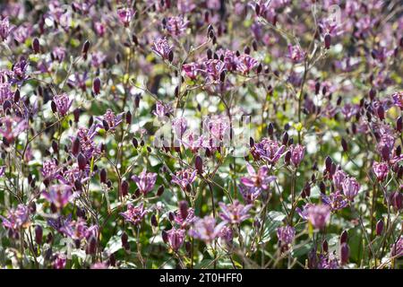 Fleurs d'automne violettes tachetées de Crapaud Lily Tricyrtis formosana 'Dark Beauty' dans le jardin britannique septembre Banque D'Images