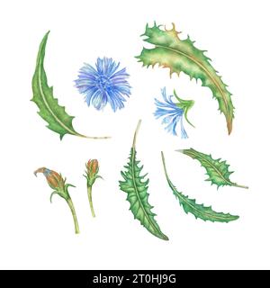 plante de chicorée avec des fleurs et des feuilles serties. Illustration aquarelle bleu été sauvage chicorée des champs. Composition de fleurs pour la conception. Banque D'Images