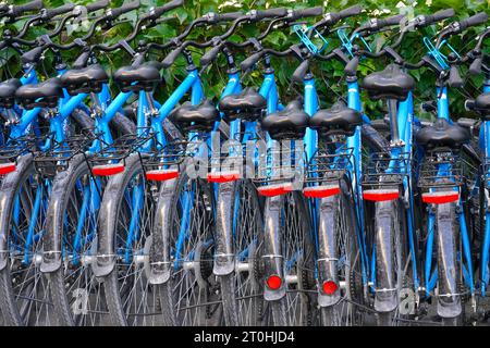 Vélos de location bleus garés par une plantation de lierre. Banque D'Images