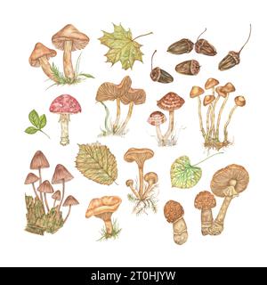 Ensemble d'aquarelle d'automne d'illustrations isolées sur fond blanc. Collection forestière dessinée à la main avec champignons, glands et feuilles. Banque D'Images