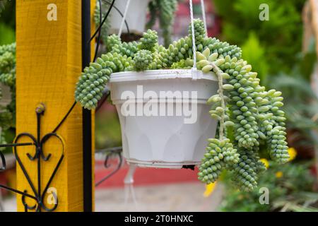 Vue rapprochée des succulentes de la queue de Burro suspendues Banque D'Images