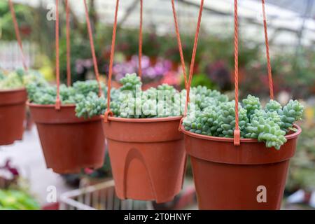 Vue rapprochée des succulentes de la queue de Burro suspendues Banque D'Images
