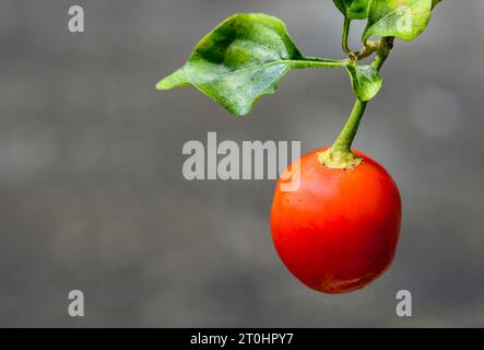 Dalle Red Hot Chili extrêmement pointu, le piment de l'Himalaya Banque D'Images