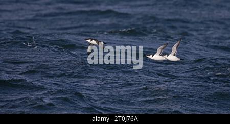 Trois petits auks volant au-dessus de la mer bleue Banque D'Images