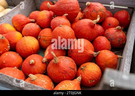 Gablingen, Bavière, Allemagne. 7 octobre 2023. Récolte de citrouilles, récolte de citrouilles sur un stand de vente en bois en automne. Vente de citrouille directement auprès du fermier, variété Hokkaido *** Kürbisernte, geerntete Kürbisse an einem Verkaufsstand aus Holz im Herbst. Kürbis Verkauf direkt vom Landwirt, sorte Hokkaido crédit : Imago/Alamy Live News Banque D'Images