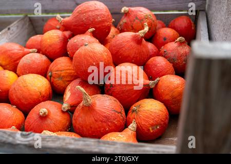 Gablingen, Bavière, Allemagne. 7 octobre 2023. Récolte de citrouilles, récolte de citrouilles sur un stand de vente en bois en automne. Vente de citrouille directement auprès du fermier, variété Hokkaido *** Kürbisernte, geerntete Kürbisse an einem Verkaufsstand aus Holz im Herbst. Kürbis Verkauf direkt vom Landwirt, sorte Hokkaido crédit : Imago/Alamy Live News Banque D'Images