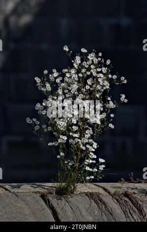 Herb Erigeron annuus alias pâquerette annuelle pousse dans le lit sec de la rivière sous le barrage. Période de sécheresse après l'été sans pluie. république tchèque Banque D'Images