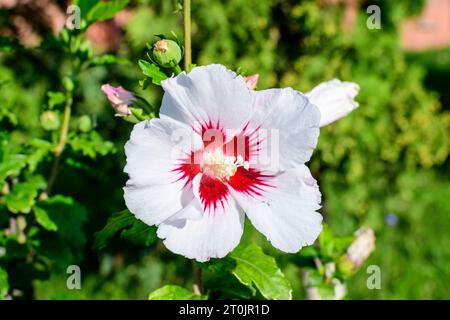 Fleur blanche délicate de cornus kousa, communément appelé ousa, kousa, cornouiller chinois, coréen et japonais, et feuilles vertes dans un jardin au soleil Banque D'Images