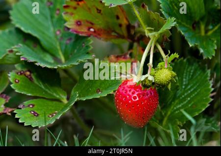 Dernière fraise en automne après le temps de récolte. Un seul mûrit la fraise rouge et attaqua les feuilles par ravageur. Banque D'Images