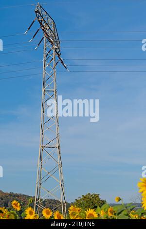 Poteau de ligne électrique contre un ciel bleu avec des tournesols Banque D'Images