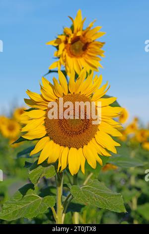 Tournesol, Helianthus annuus, en gros plan Banque D'Images