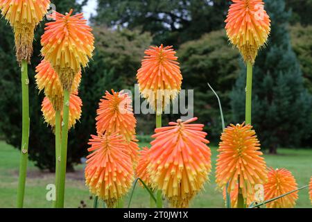 Kniphofia rooperi orange et jaune, le poker rouge chaud de Rooper, en fleur. Banque D'Images