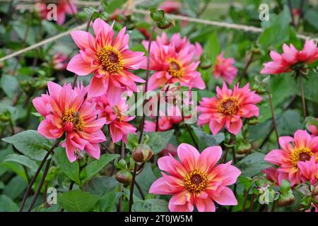 Collarette rose et orange Dahlia 'Princess Nadine' en fleur. Banque D'Images