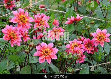 Collarette rose et orange Dahlia 'Princess Nadine' en fleur. Banque D'Images