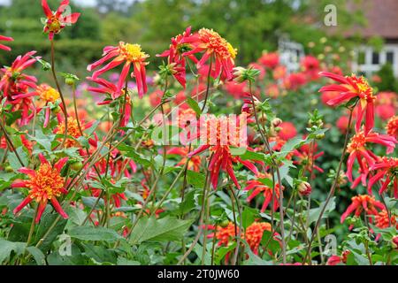 Anémone étoilée rouge et jaune Dahlia Octopus Sparkle en fleur Banque D'Images