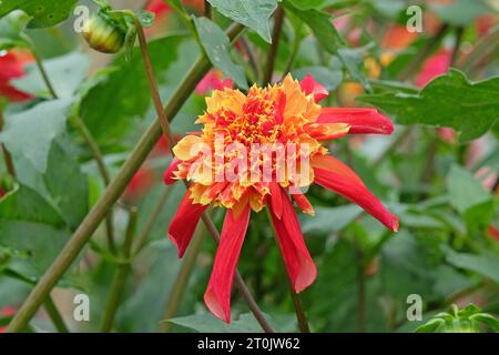 Anémone étoilée rouge et jaune Dahlia Octopus Sparkle en fleur Banque D'Images