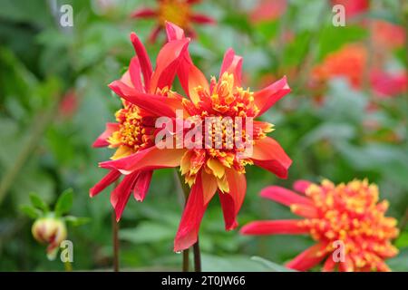 Anémone étoilée rouge et jaune Dahlia Octopus Sparkle en fleur Banque D'Images