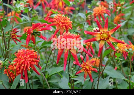 Anémone étoilée rouge et jaune Dahlia Octopus Sparkle en fleur Banque D'Images