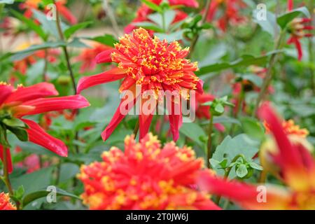 Anémone étoilée rouge et jaune Dahlia Octopus Sparkle en fleur Banque D'Images