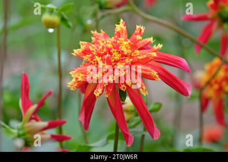 Anémone étoilée rouge et jaune Dahlia Octopus Sparkle en fleur Banque D'Images