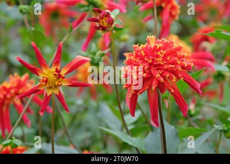 Anémone étoilée rouge et jaune Dahlia Octopus Sparkle en fleur Banque D'Images