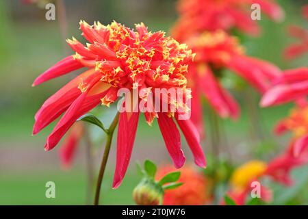 Anémone étoilée rouge et jaune Dahlia Octopus Sparkle en fleur Banque D'Images