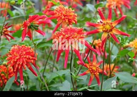 Anémone étoilée rouge et jaune Dahlia Octopus Sparkle en fleur Banque D'Images