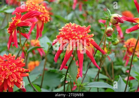 Anémone étoilée rouge et jaune Dahlia Octopus Sparkle en fleur Banque D'Images