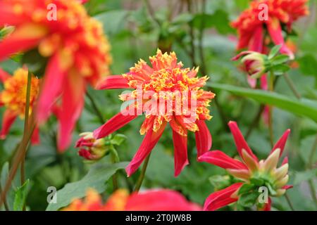 Anémone étoilée rouge et jaune Dahlia Octopus Sparkle en fleur Banque D'Images