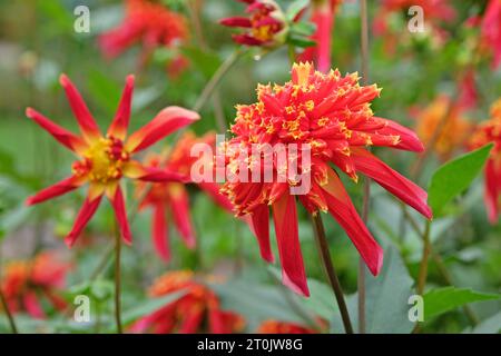 Anémone étoilée rouge et jaune Dahlia Octopus Sparkle en fleur Banque D'Images