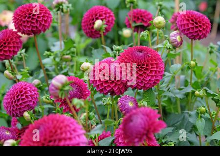 Boule rouge violette dahlia 'Blyton Red Ace' en fleur. Banque D'Images