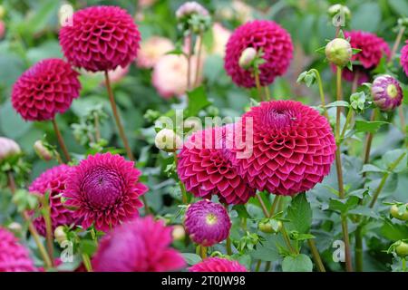 Boule rouge violette dahlia 'Blyton Red Ace' en fleur. Banque D'Images