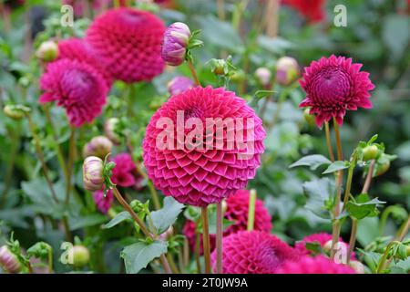 Boule rouge violette dahlia 'Blyton Red Ace' en fleur. Banque D'Images
