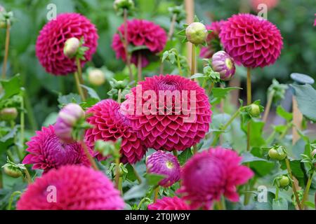 Boule rouge violette dahlia 'Blyton Red Ace' en fleur. Banque D'Images