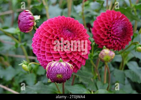 Boule rouge violette dahlia 'Blyton Red Ace' en fleur. Banque D'Images