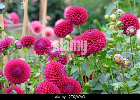 Boule rouge violette dahlia 'Blyton Red Ace' en fleur. Banque D'Images