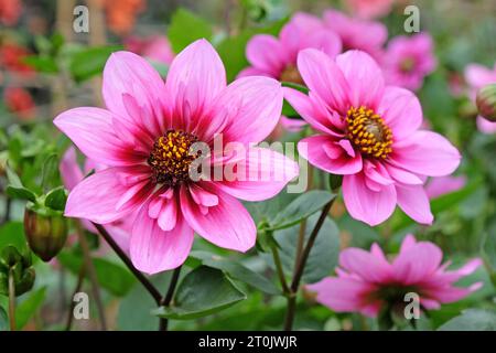 Collarette rose et violette Dahlia ÔSkyfallÕ en fleur. Banque D'Images