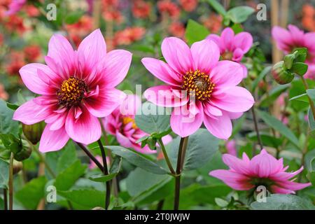 Collarette rose et violette Dahlia ÔSkyfallÕ en fleur. Banque D'Images