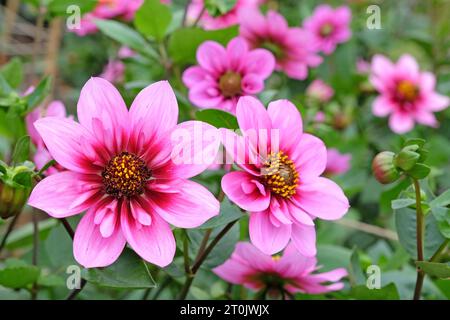 Collarette rose et violette Dahlia ÔSkyfallÕ en fleur. Banque D'Images