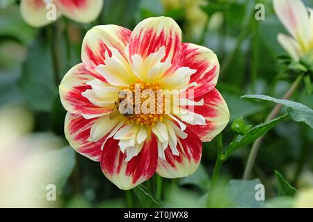 Collarette rouge et jaune Dahlia 'Ashpire Fancy' en fleur. Banque D'Images