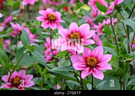 Collarette rose et violette Dahlia ÔSkyfallÕ en fleur. Banque D'Images