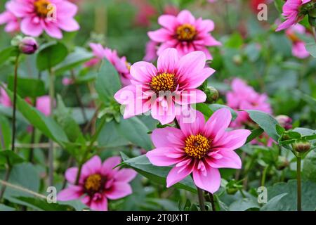 Collarette rose et violette Dahlia ÔSkyfallÕ en fleur. Banque D'Images