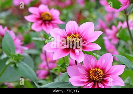 Collarette rose et violette Dahlia ÔSkyfallÕ en fleur. Banque D'Images